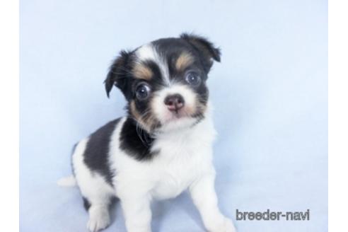 成約済の千葉県のチワワ(ロングコート)-162592の7枚目