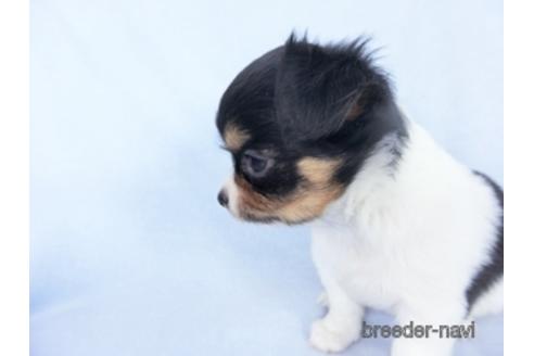 成約済の千葉県のチワワ(ロングコート)-162592の5枚目