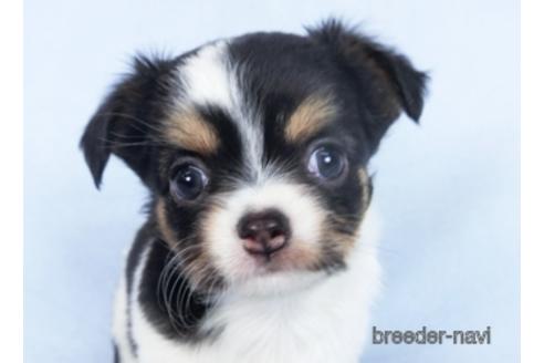 成約済の千葉県のチワワ(ロングコート)-162592の8枚目