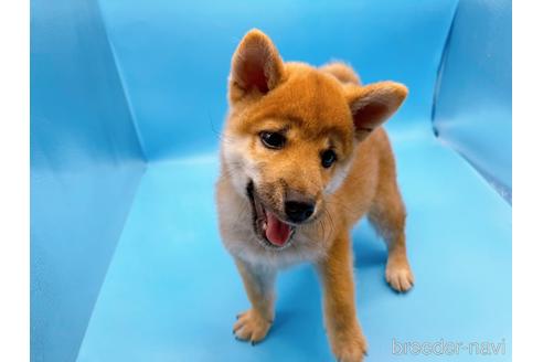 成約済の東京都の豆柴-160355の10枚目