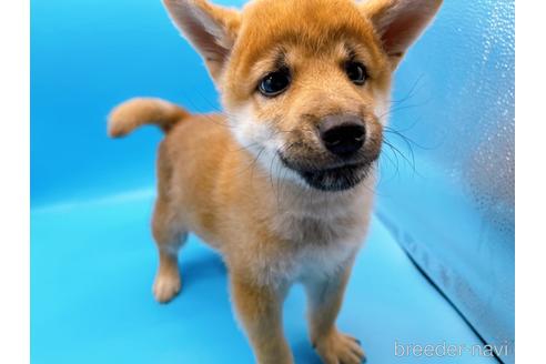 成約済の東京都の豆柴-160355の9枚目