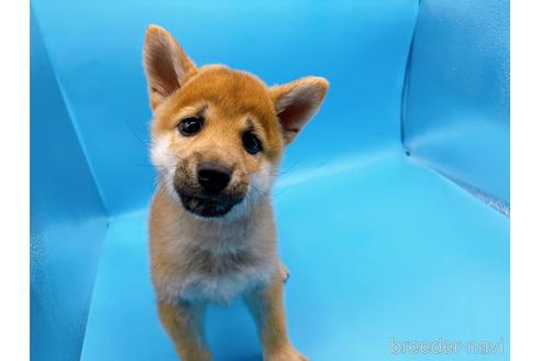 成約済の東京都の豆柴-160355