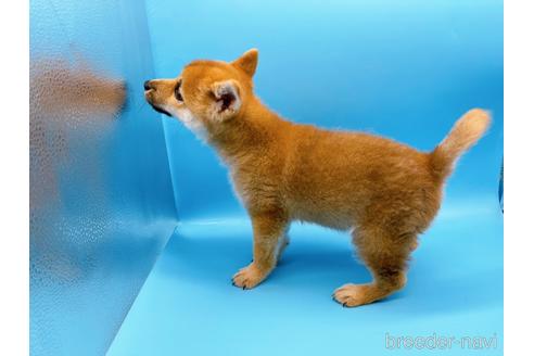 成約済の東京都の豆柴-160355の8枚目