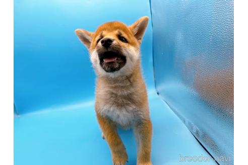 成約済の東京都の豆柴-160355の7枚目