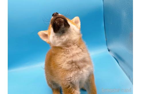 成約済の東京都の豆柴-160355の6枚目