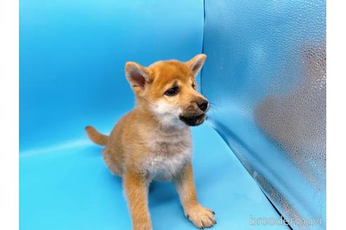 成約済の東京都の豆柴-160355の5枚目