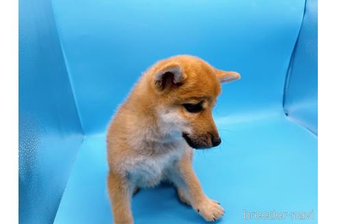 成約済の東京都の豆柴-160355の4枚目