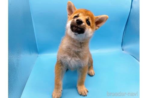 成約済の東京都の豆柴-160355の3枚目