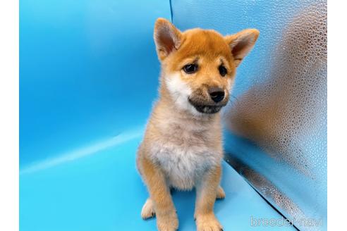 成約済の東京都の豆柴-160355の2枚目