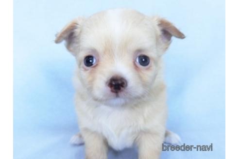 成約済の千葉県のチワワ(ロングコート)-162597の10枚目