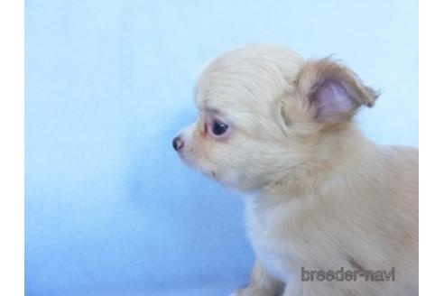 成約済の千葉県のチワワ(ロングコート)-162597の11枚目