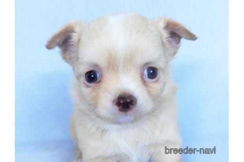 成約済の千葉県のチワワ(ロングコート)-162597の8枚目