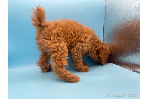 成約済の東京都のトイプードル-158479の7枚目