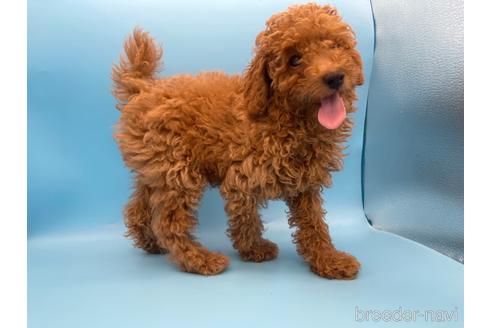 成約済の東京都のトイプードル-158479の8枚目