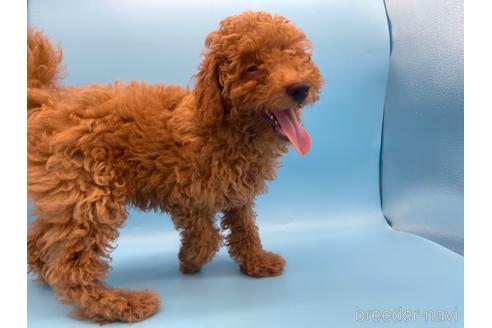 成約済の東京都のトイプードル-158479の2枚目