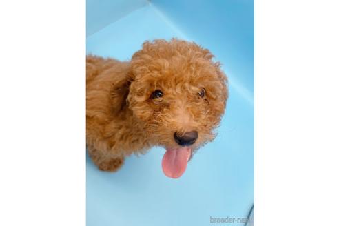 成約済の東京都のトイプードル-158479の3枚目