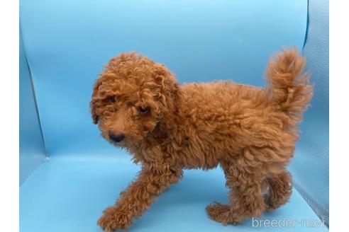 成約済の東京都のトイプードル-158479の4枚目