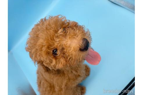 成約済の東京都のトイプードル-158479の5枚目