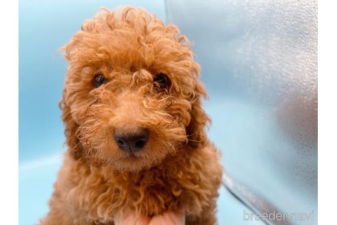 成約済の東京都のトイプードル-158479の6枚目