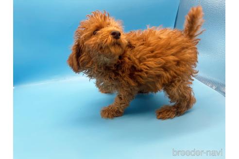 成約済の東京都のトイプードル-159339の4枚目