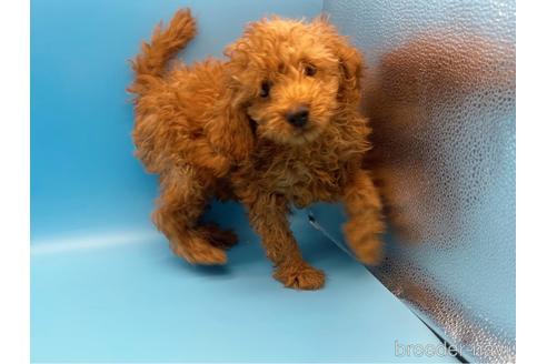 成約済の東京都のトイプードル-159339の1枚目