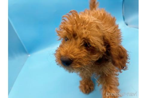 成約済の東京都のトイプードル-159339の5枚目