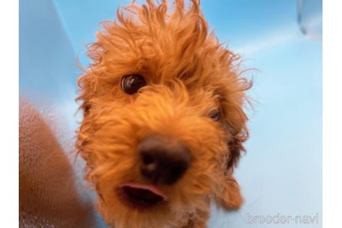 成約済の東京都のトイプードル-159339の2枚目