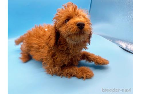 成約済の東京都のトイプードル-159339の3枚目