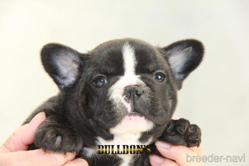 成約済の東京都のフレンチブルドッグ-162608