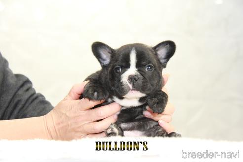 成約済の東京都のフレンチブルドッグ-162608の4枚目