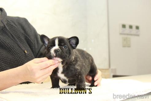 成約済の東京都のフレンチブルドッグ-162608の3枚目