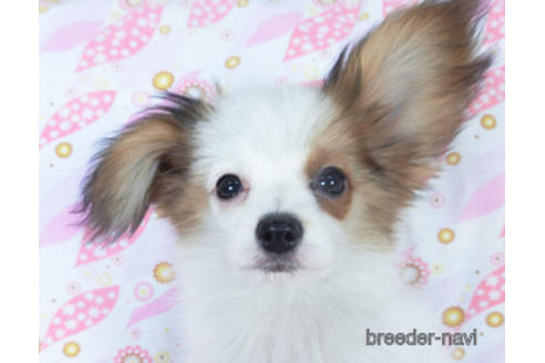 成約済の千葉県のパピヨン-155405