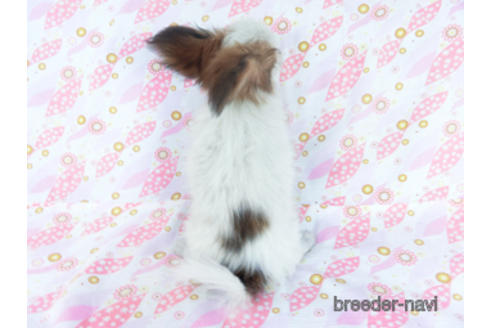 成約済の千葉県のパピヨン-155405の4枚目