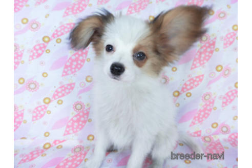 成約済の千葉県のパピヨン-155405の3枚目