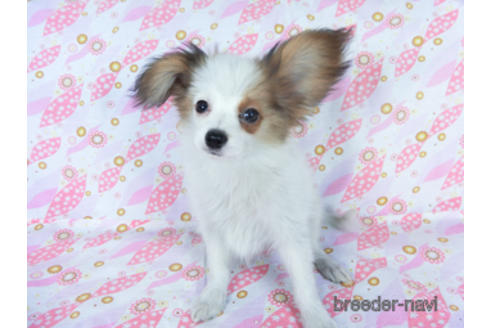 成約済の千葉県のパピヨン-155405の2枚目