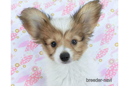 成約済の千葉県のパピヨン-157847の1枚目