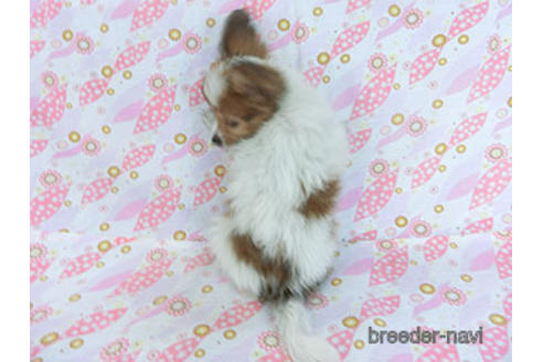 成約済の千葉県のパピヨン-157847の4枚目