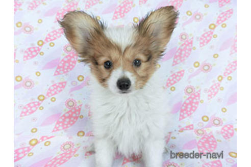 成約済の千葉県のパピヨン-157847の3枚目