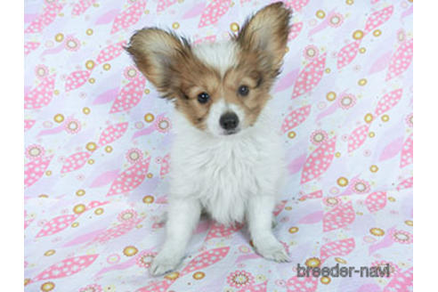 成約済の千葉県のパピヨン-157847の2枚目