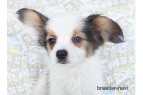 成約済の千葉県のパピヨン-157850の8枚目