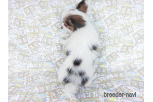 成約済の千葉県のパピヨン-157850の7枚目