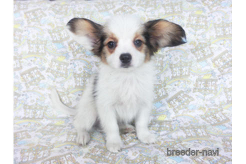 成約済の千葉県のパピヨン-157850の6枚目