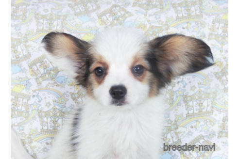 成約済の千葉県のパピヨン-157850の5枚目