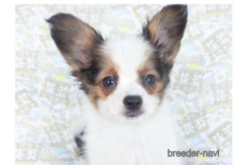 成約済の千葉県のパピヨン-157852の8枚目