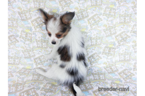 成約済の千葉県のパピヨン-157852の7枚目