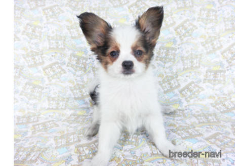 成約済の千葉県のパピヨン-157852の6枚目