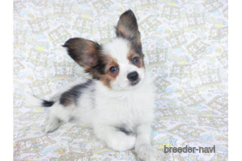 成約済の千葉県のパピヨン-157852の5枚目