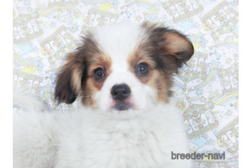 成約済の千葉県のパピヨン-157857の8枚目