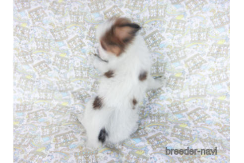 成約済の千葉県のパピヨン-157857の7枚目