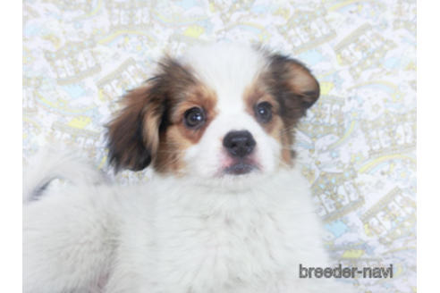 成約済の千葉県のパピヨン-157857の6枚目